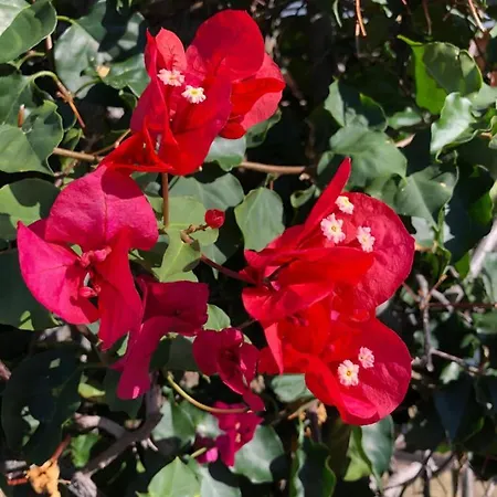 Διαμέρισμα Calheta Ocean View Family - Air Condition Estreito Da Calheta