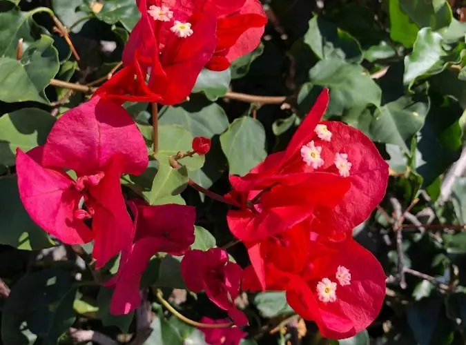 Apartment Calheta Ocean View Family - Air Condition Estreito Da Calheta